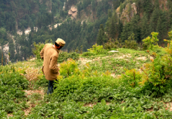 A local man walking through some of Malana's many cannabis cultivations. A road will soon connect the town to civilization. (Photo by Joel Elliott)